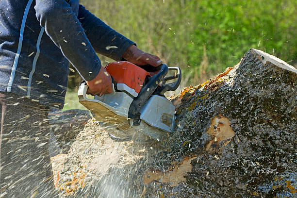 The Steps Involved in Our Tree Care Process in Troy, NC